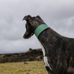 Leather collar - green - Image 3