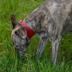 Leather collar - red - Image 3