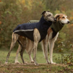 Combo deal: softshell jacket + softshell&fleece jacket (color and size of your choice) 10% discount