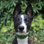 Leather collar - green - Image 4