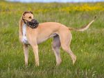 greyhound muzzle