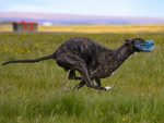 greyhound muzzle