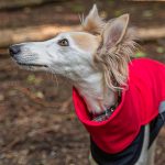 Jacket softshell red (with zippers) - Image 4