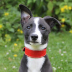 Leather collar - red - Image 4