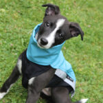 Jacket softshell aqua (with zippers) - Image 4
