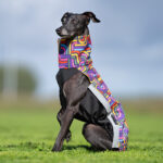 Jacket softshell rainbows (with zippers) - Image 2