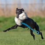 Faux fur toy - short - silver - Image 2